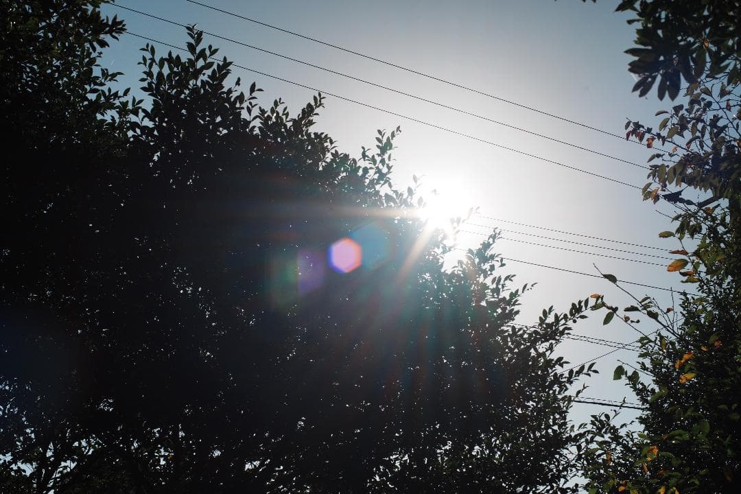 整＆テ済 Carl Zeiss Planar 50mm F1.4 AEJ 185