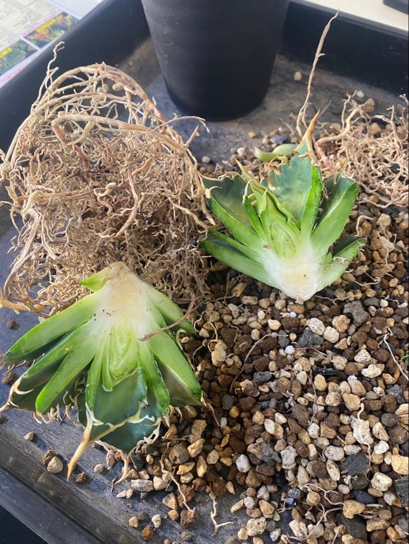 アガベ　デッドヒート　DEADHEAT　子株　ロウルサンコ産（実生　レジェンド