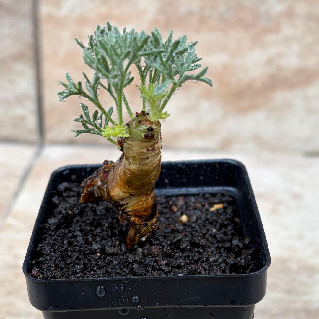 サルコカウロン　ムルチフィズム　約2.5号鉢　No.003　鉢送料込