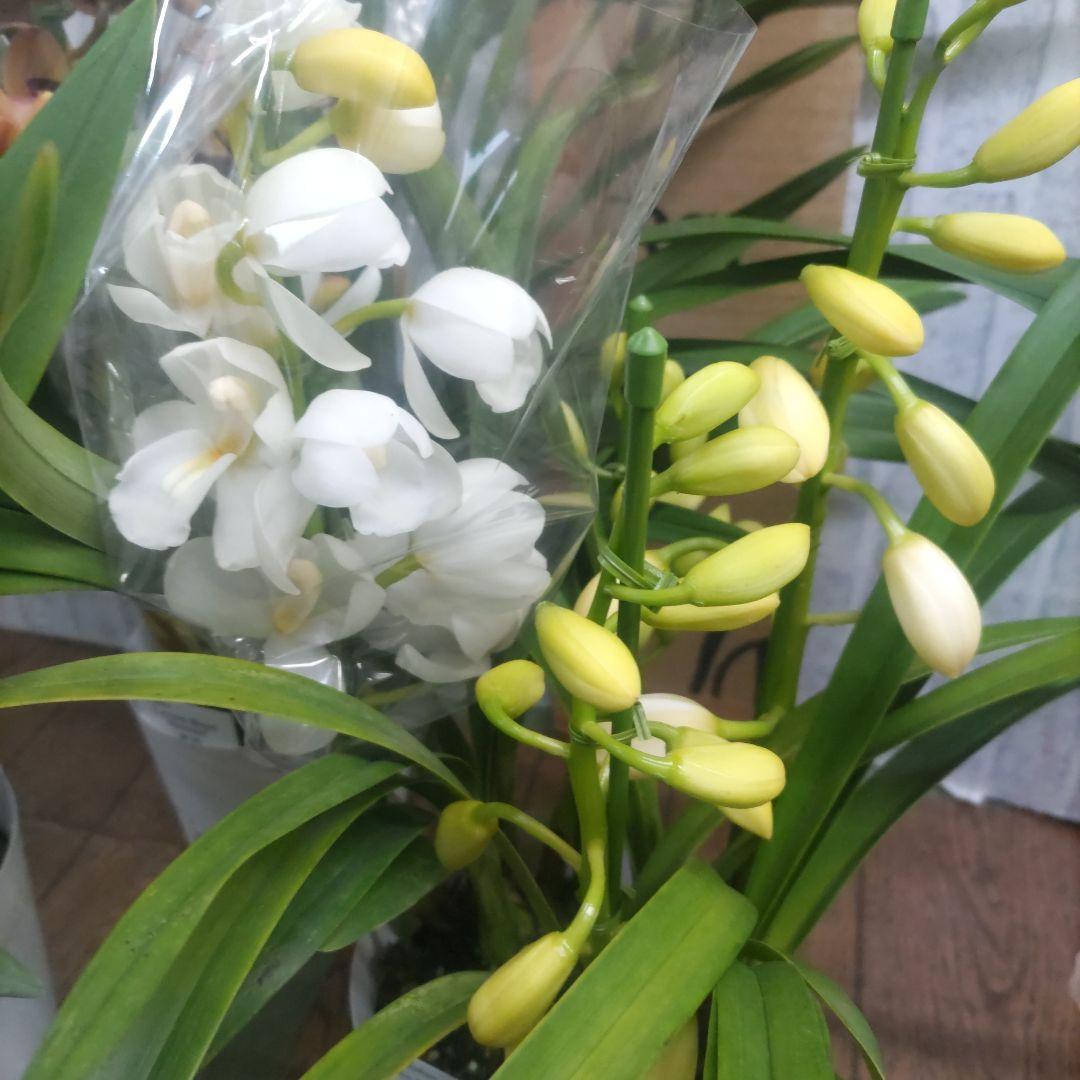 石田園芸⭐️テーブルシンピ⭐️３本立ち⭐️３鉢セット⭐️穂波⭐️おと⭐️のぞみ