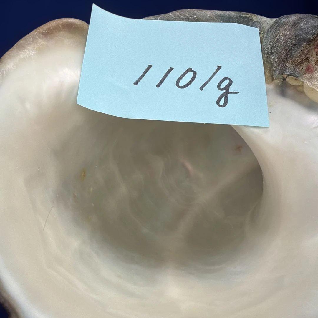 夜光貝　ヤコウ貝　まとめ売り　16個　18、6kg アクセサリー　ルアー