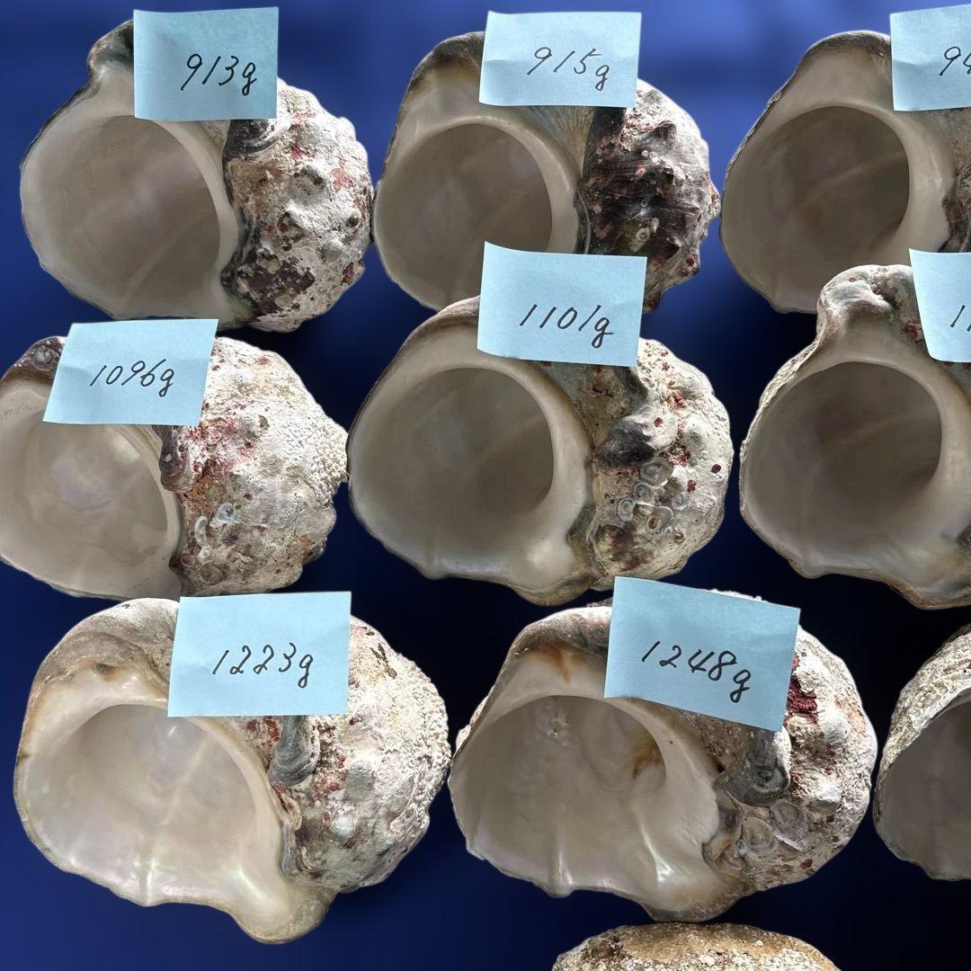 夜光貝　ヤコウ貝　まとめ売り　16個　18、6kg アクセサリー　ルアー