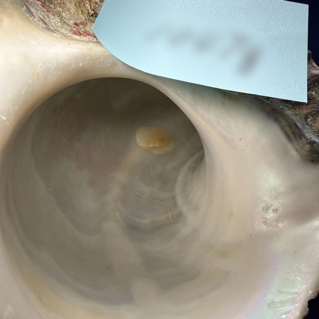 夜光貝　ヤコウ貝　まとめ売り　16個　18、6kg アクセサリー　ルアー