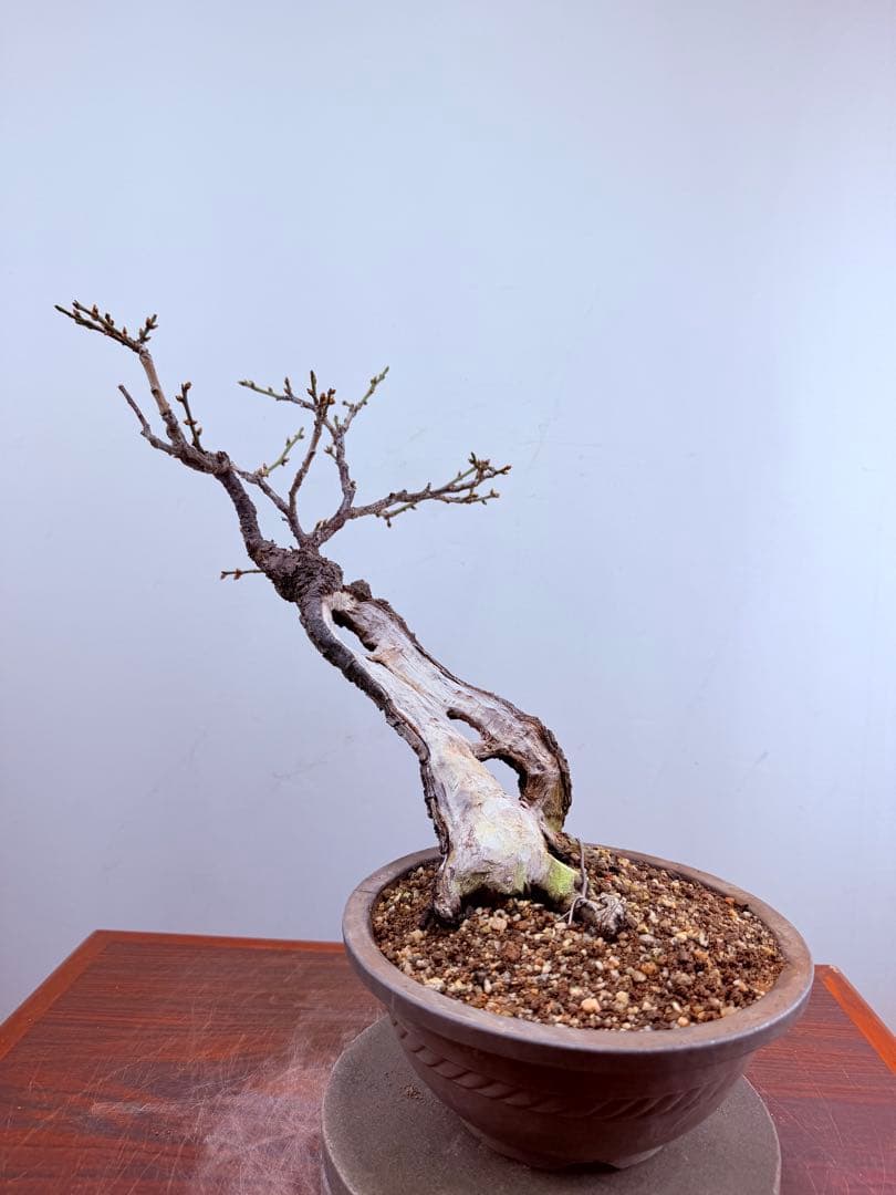【ガチ盆栽】野梅　激古