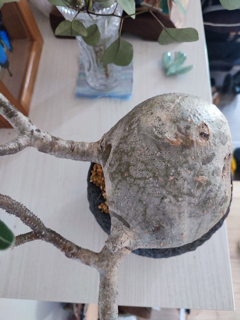 よんちゃん様せパキポディウム・グラキリス　国内管理4年目冬越良好　鉢込日曜発送