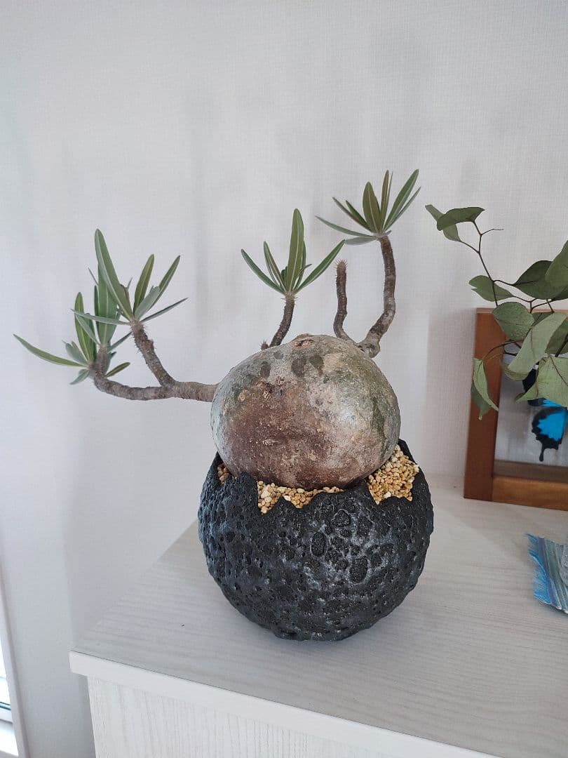 よんちゃん様せパキポディウム・グラキリス　国内管理4年目冬越良好　鉢込日曜発送