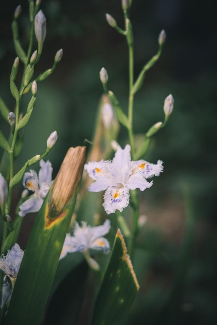 Yoshi様　Leica Elmarit 90mm F2.8オールドレンズ