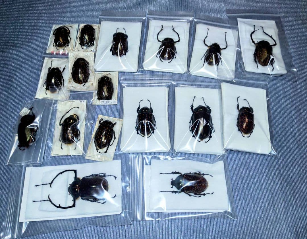 日曜日まで限定セール　昆虫標本