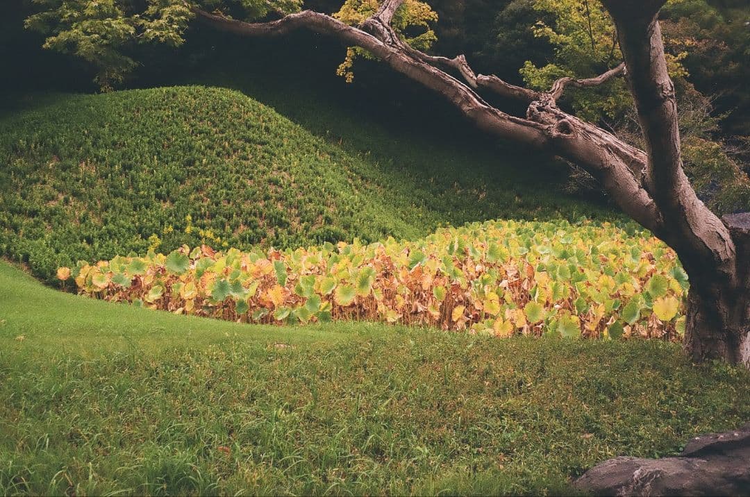 MINOLTA HI-MATIC F　ハイマチックf　試写済