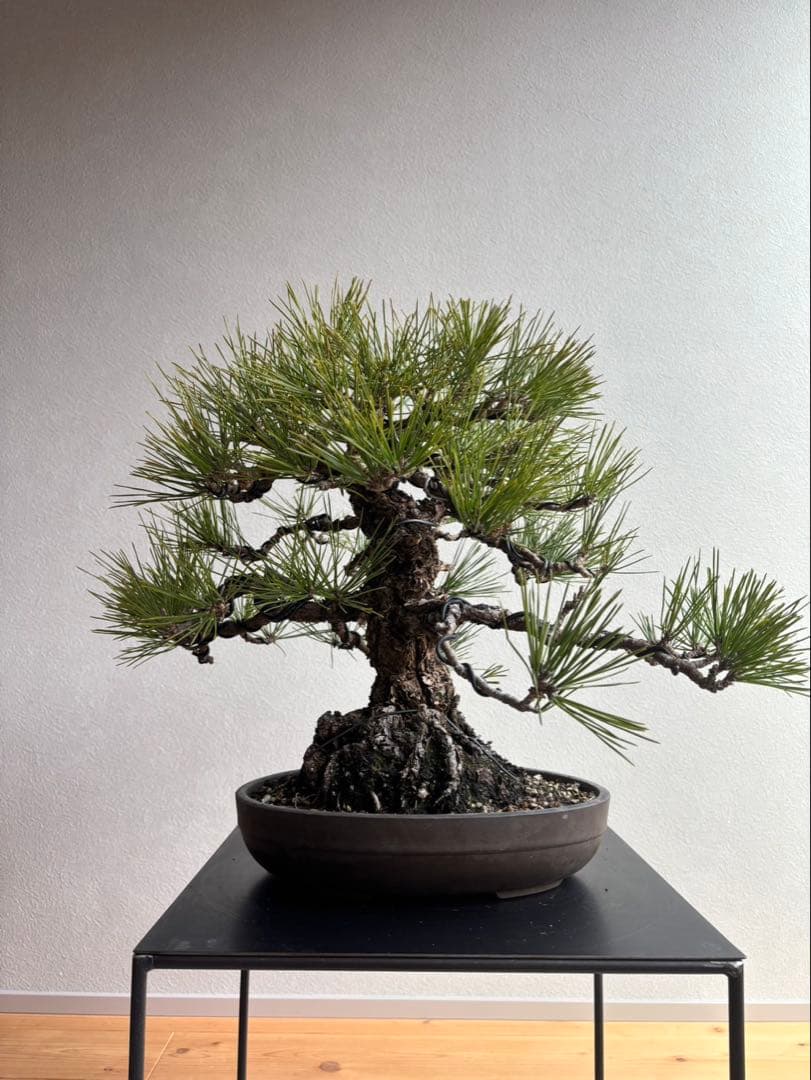 田*二様 黒松　盆栽　中品　激古　模様木　足元18㎝