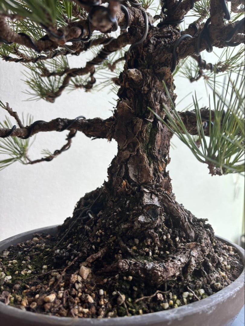 田*二様 黒松　盆栽　中品　激古　模様木　足元18㎝