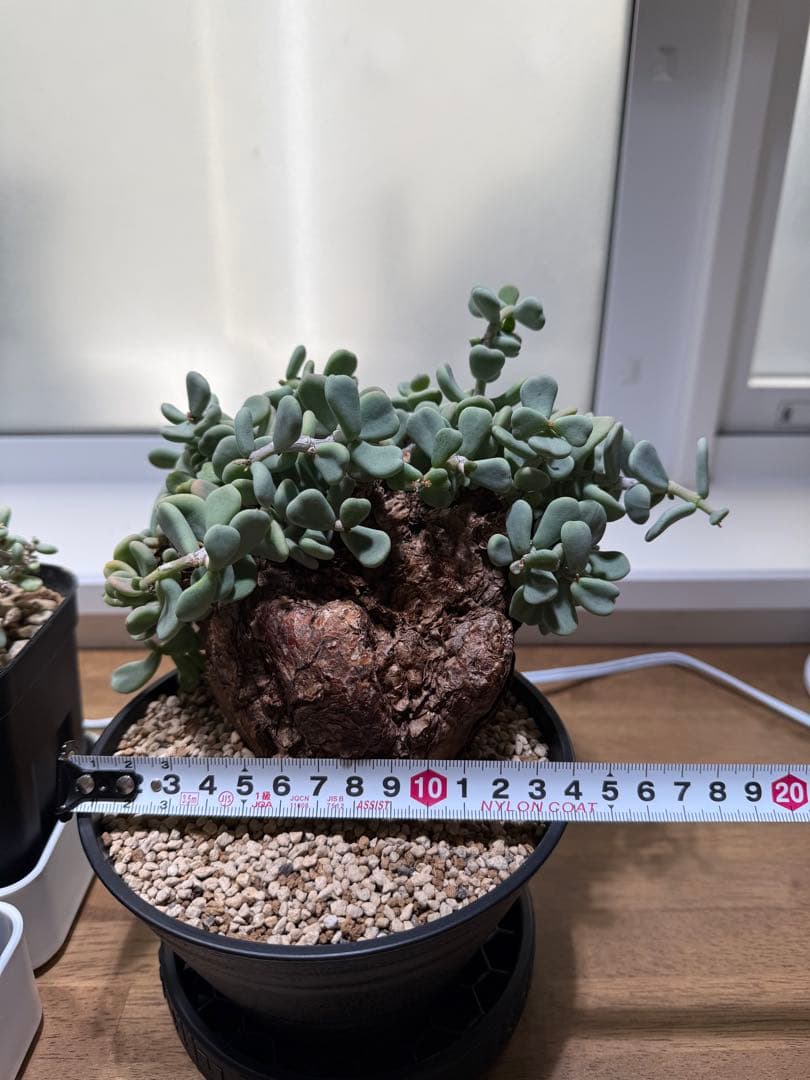 ケラリアピグマエア　セット