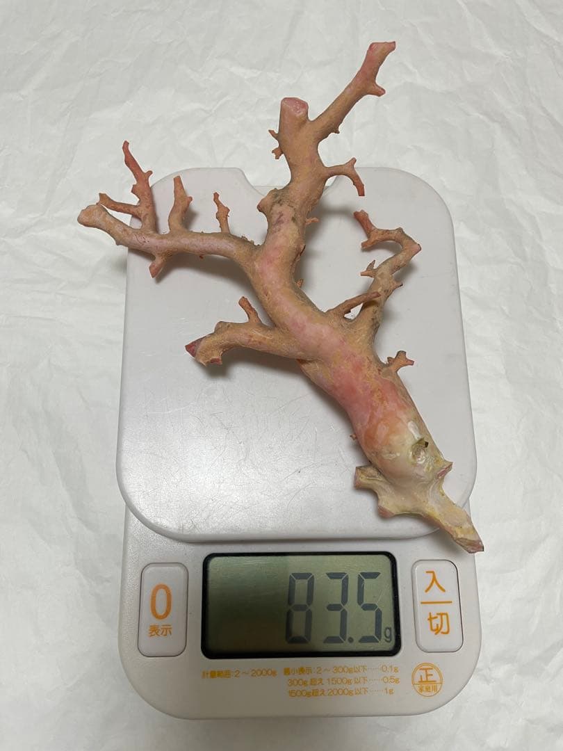 珊瑚サンゴ、本珊瑚原木の置物