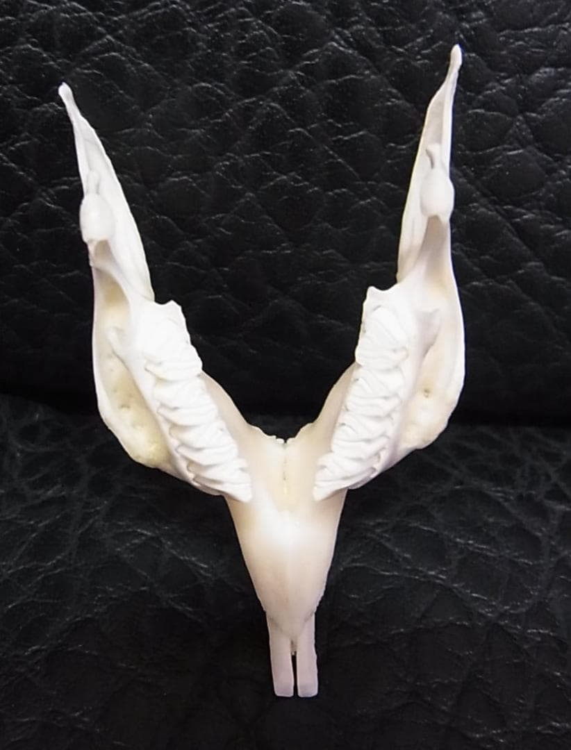 高品質　奇形モルモット （大）頭骨