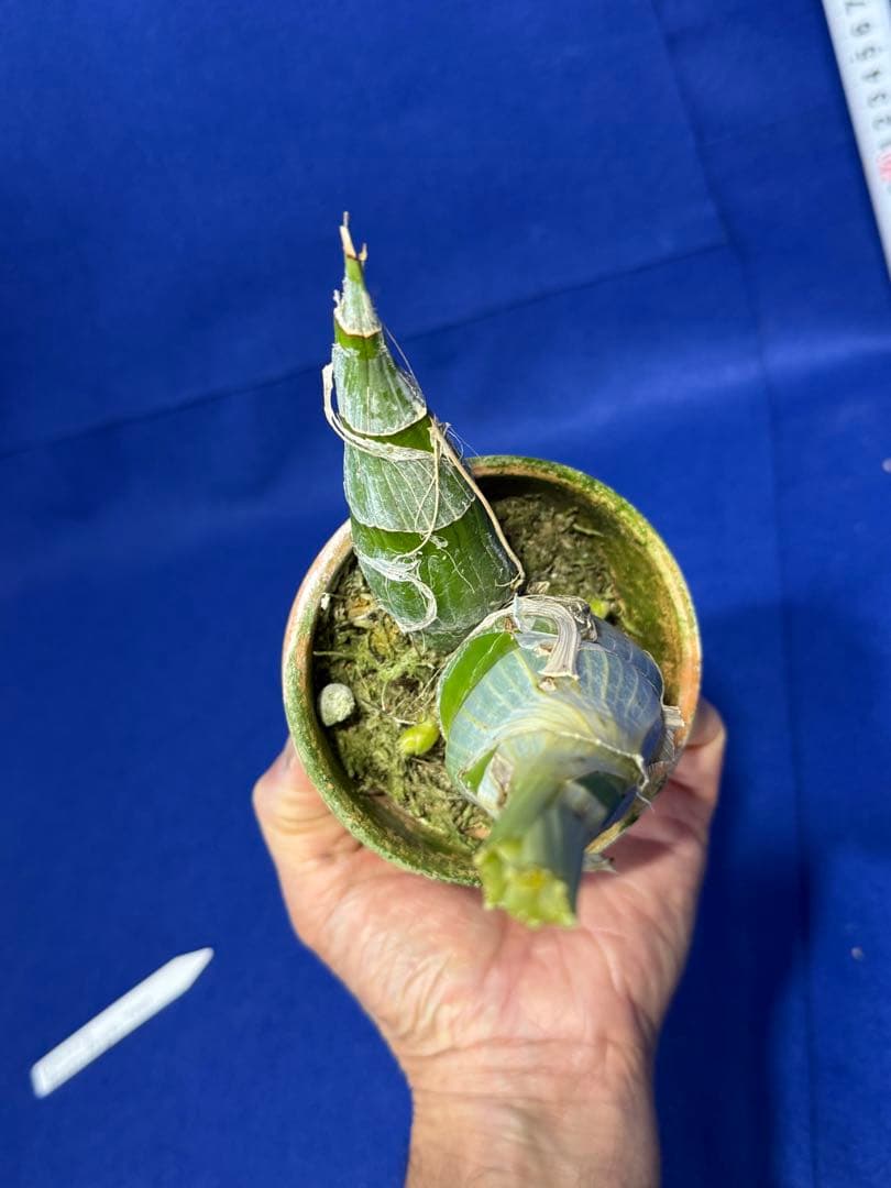 104 タケノコラン Clowesia 'Queen knight'(OG)