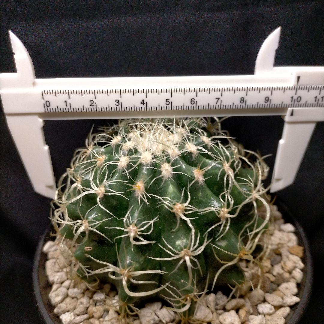 巻刺金鯱 クレンレイニア エキノカクタス 短刺 狂刺 強刺 レア メルカリ便