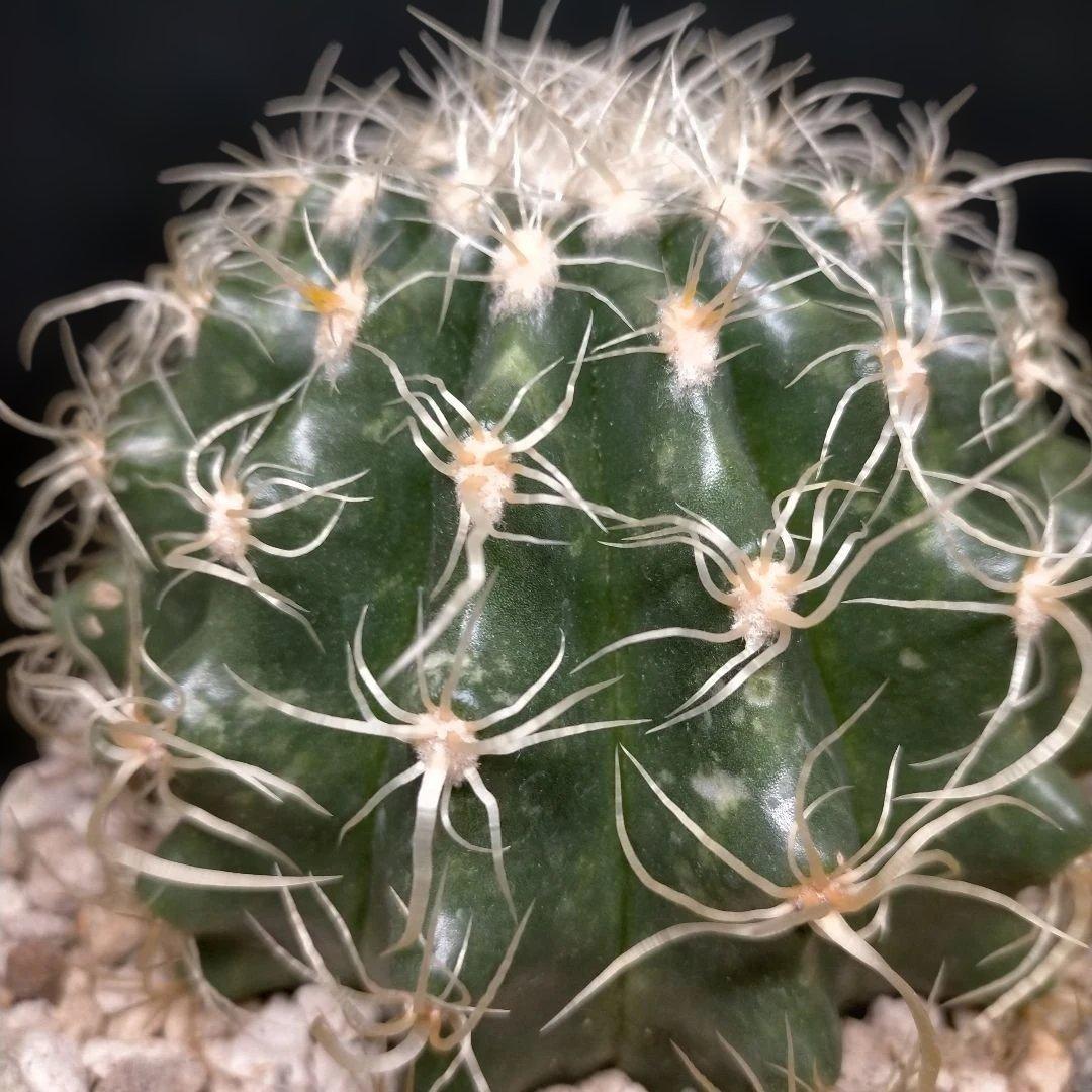 巻刺金鯱 クレンレイニア エキノカクタス 短刺 狂刺 強刺 レア メルカリ便