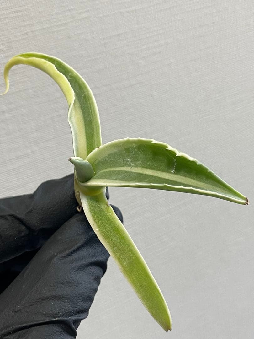 ②ジェレミー産 Hidden Agaveアガベ オバティフォリア モビーMoby