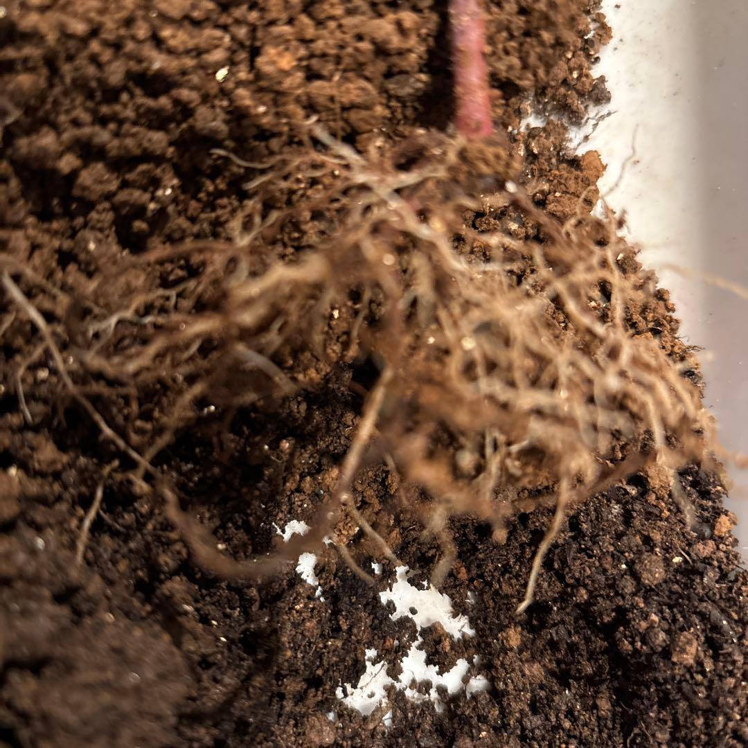 廃盤品種 ER 珍しい色ベンジャミン