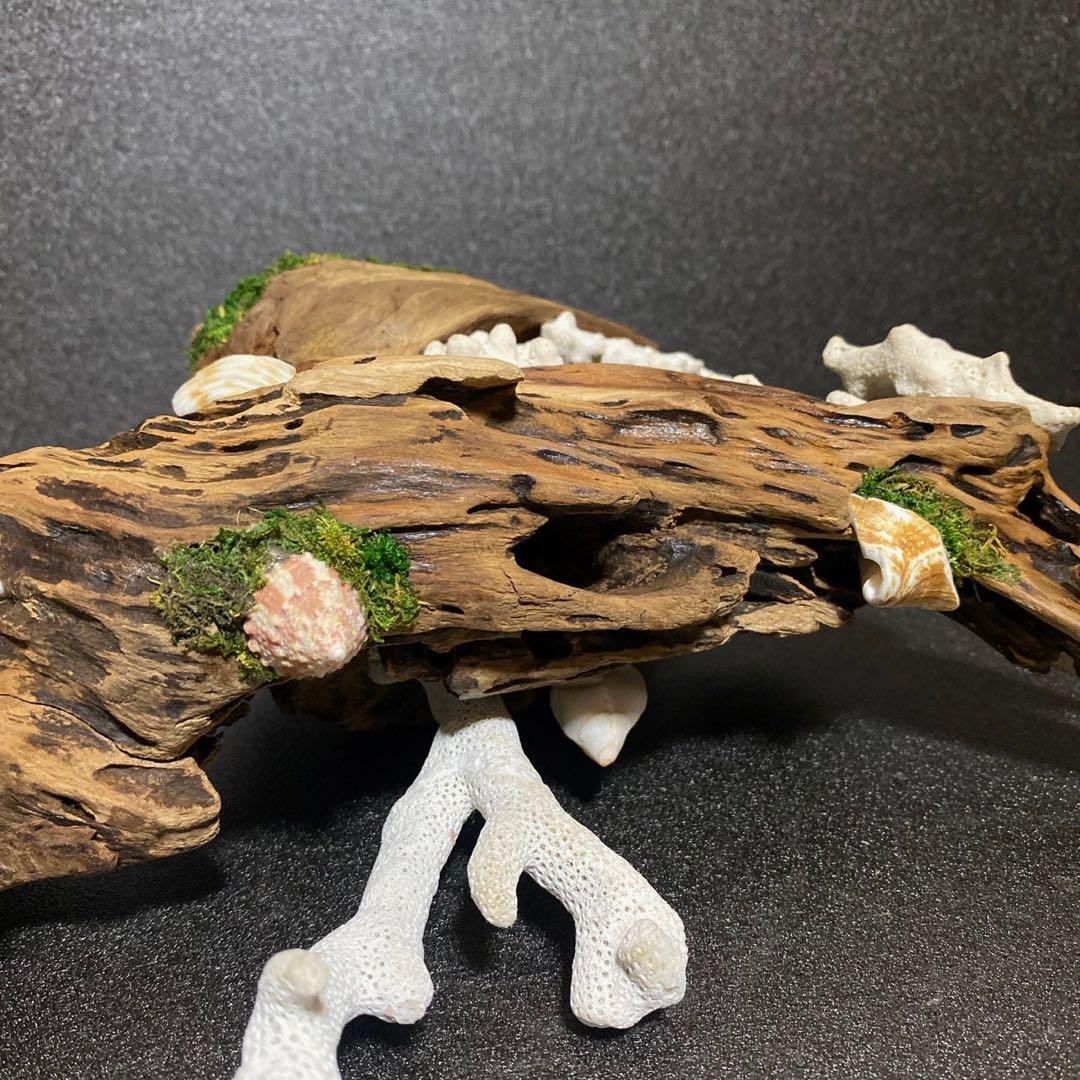 流木アート⚫︎ 恐竜 インテリア サンゴ 一点モノ
