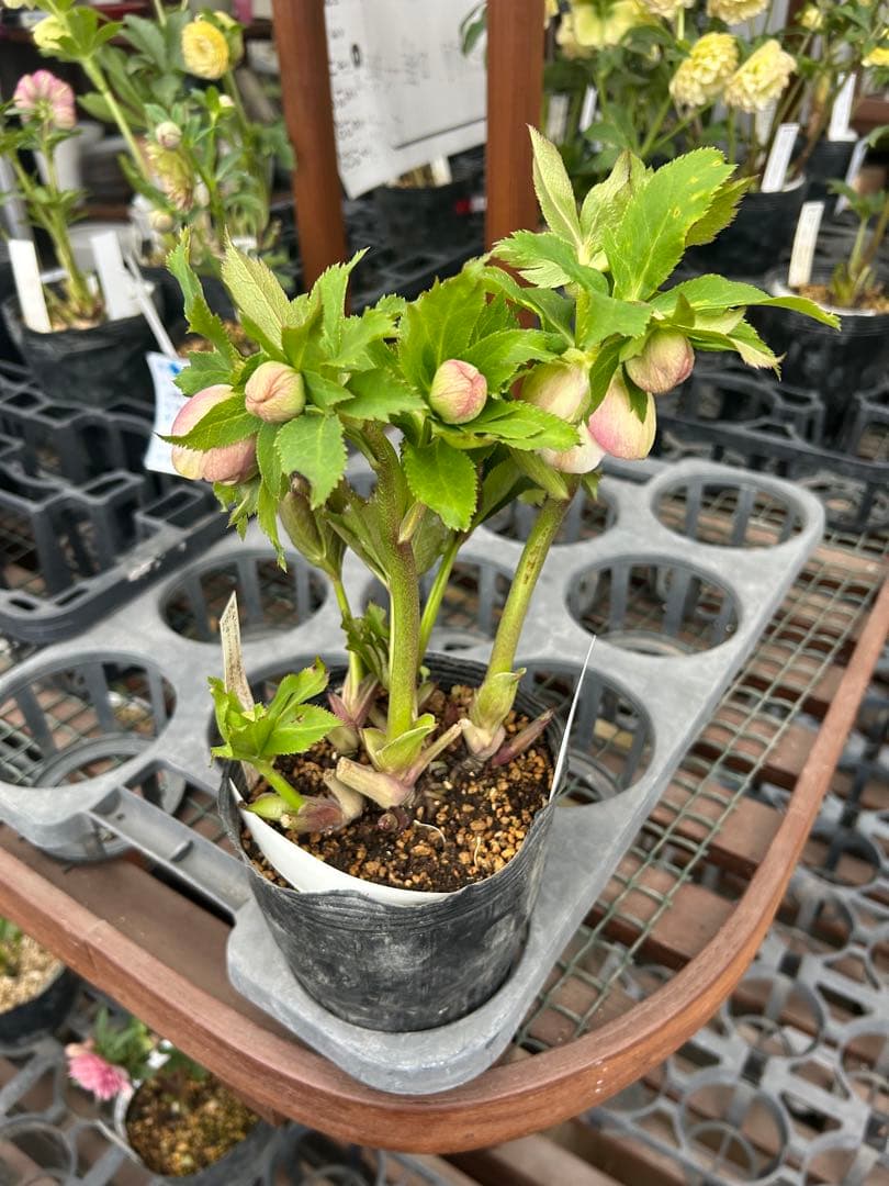 加藤農園 アフロディーテ クリスマスローズ同梱可能