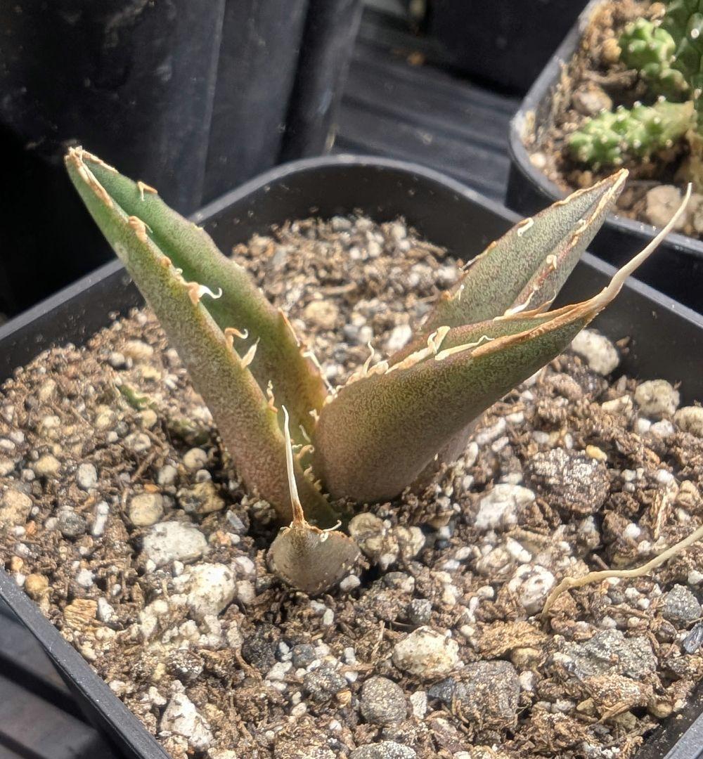 アガベ　チタノタ　「レジェンド」（発根管理中）