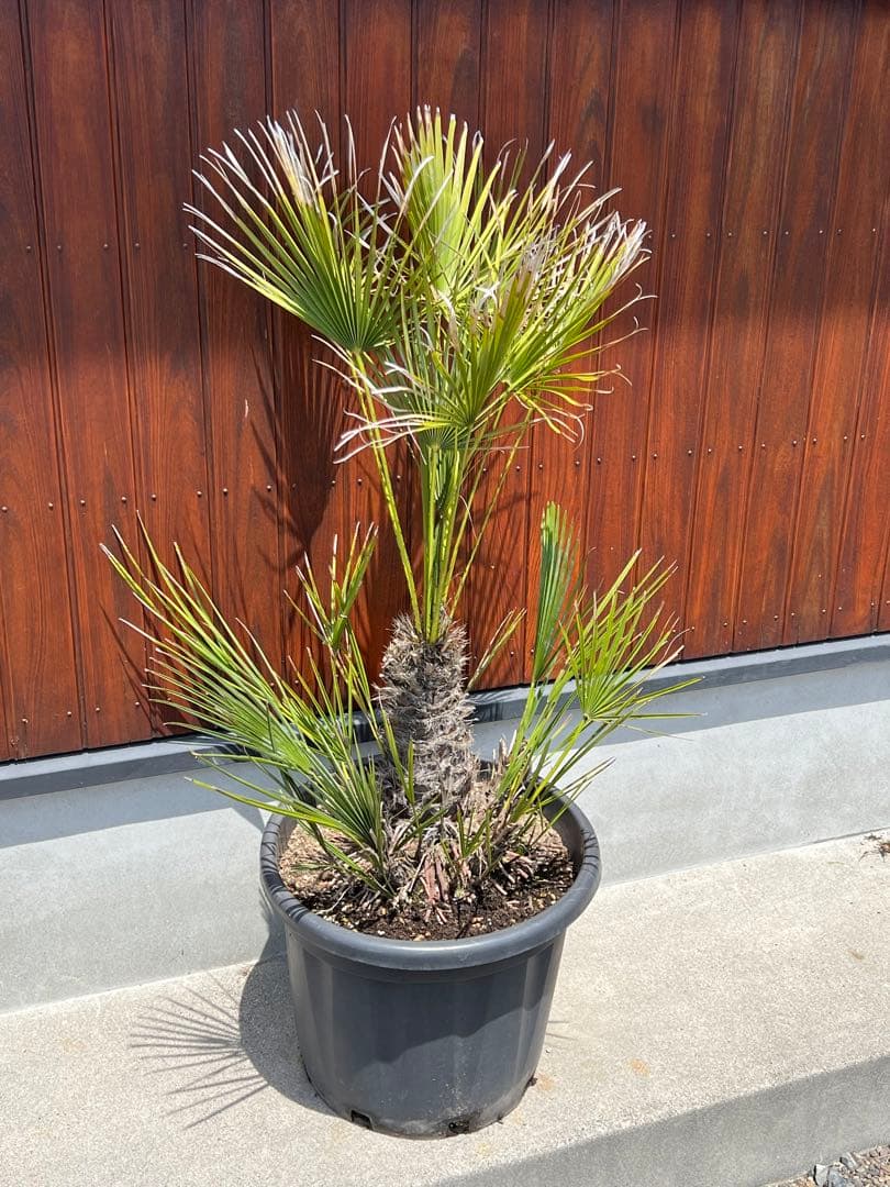 チャメロプス　ドライガーデン　カルフォルニアスタイル　ヤシの木　送料込価格