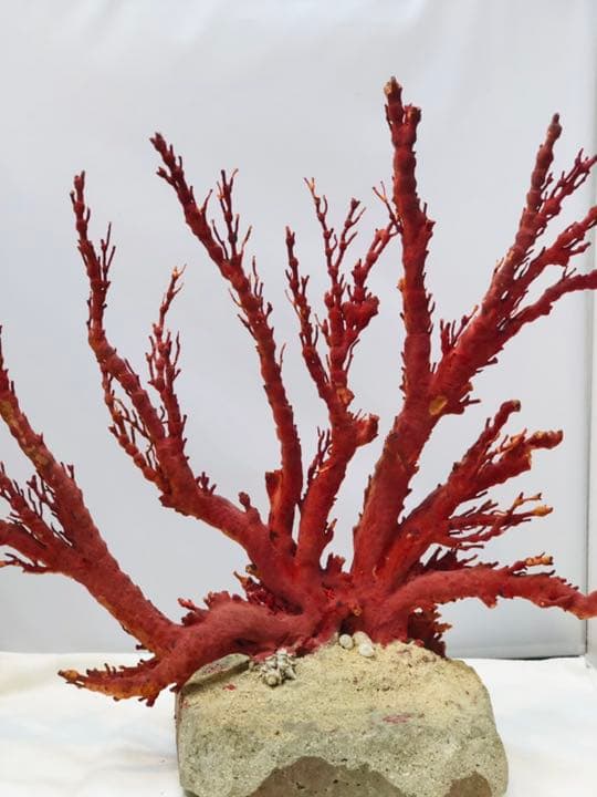 【特別価格❗️】天然アップル珊瑚　置物