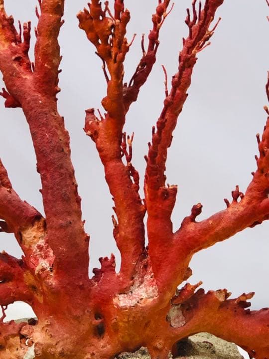 【特別価格❗️】天然アップル珊瑚　置物