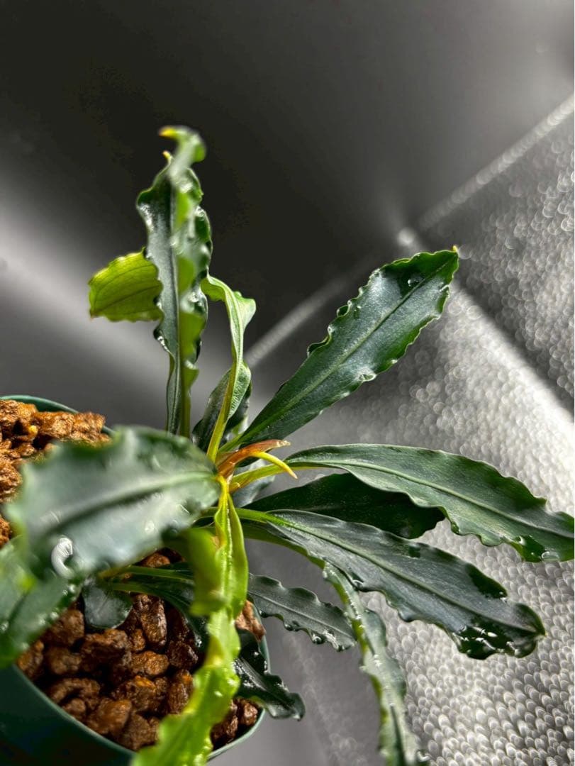 ペ*ン様 ブセファランドラ spathulifolia Balai karang