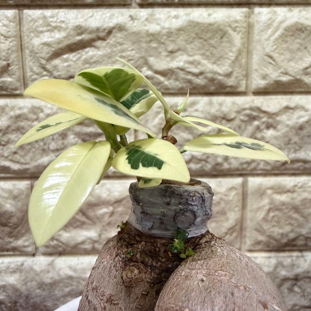 斑入りガジュマル パンダ 丸台木 接木株 活着済 白斑強 5号鉢