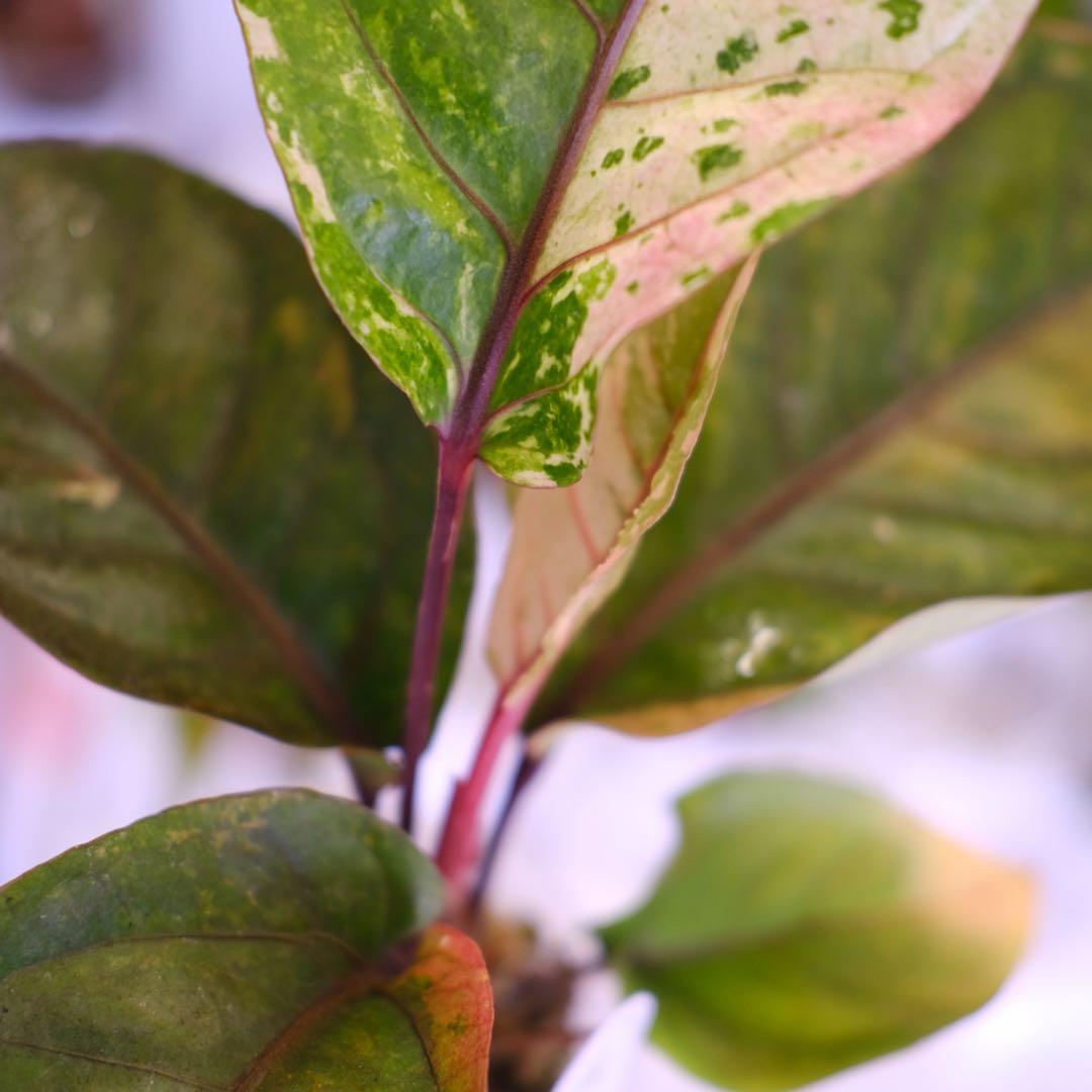 Anthurium Hookeri Sweeta Pink Polkadot ②