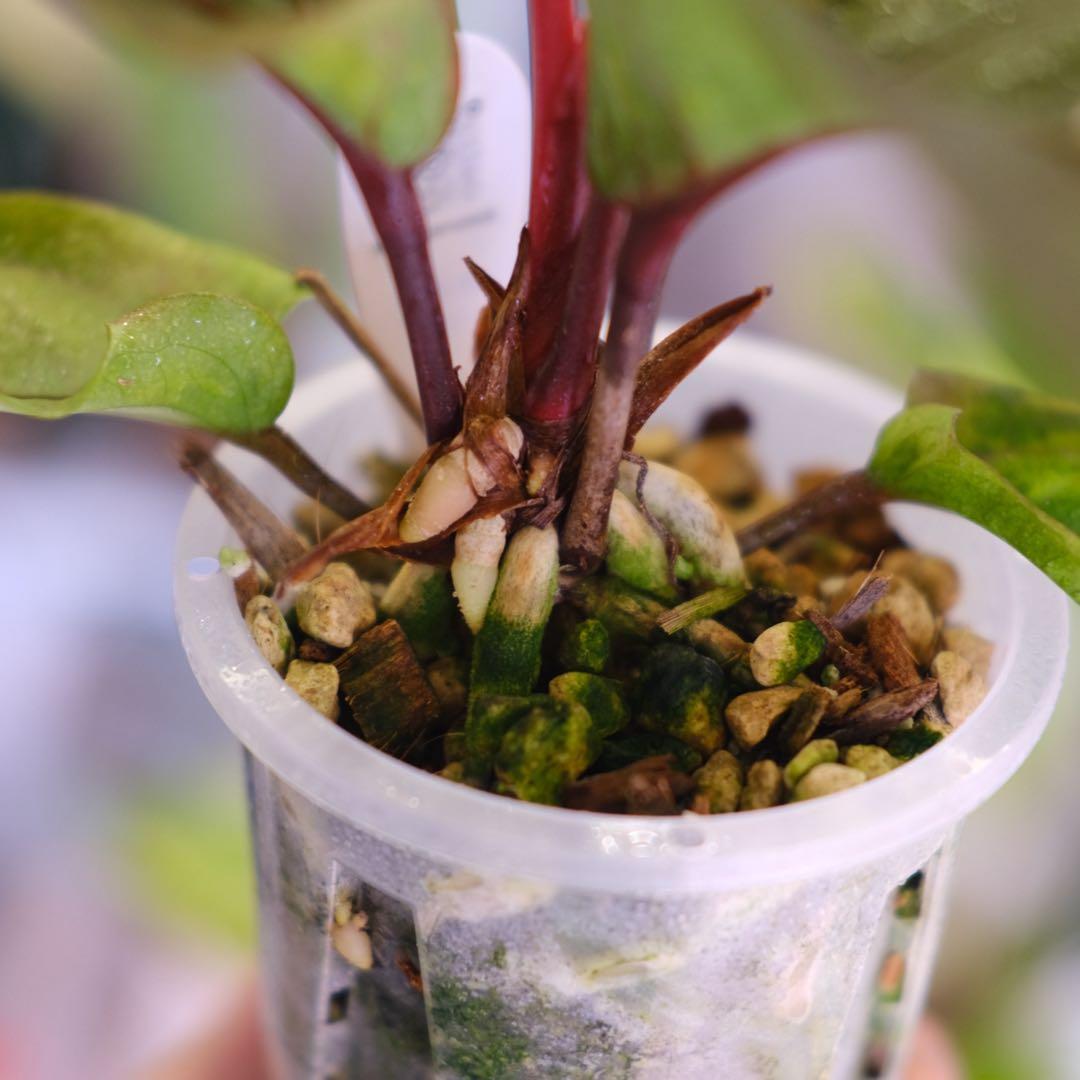 Anthurium Hookeri Sweeta Pink Polkadot ②