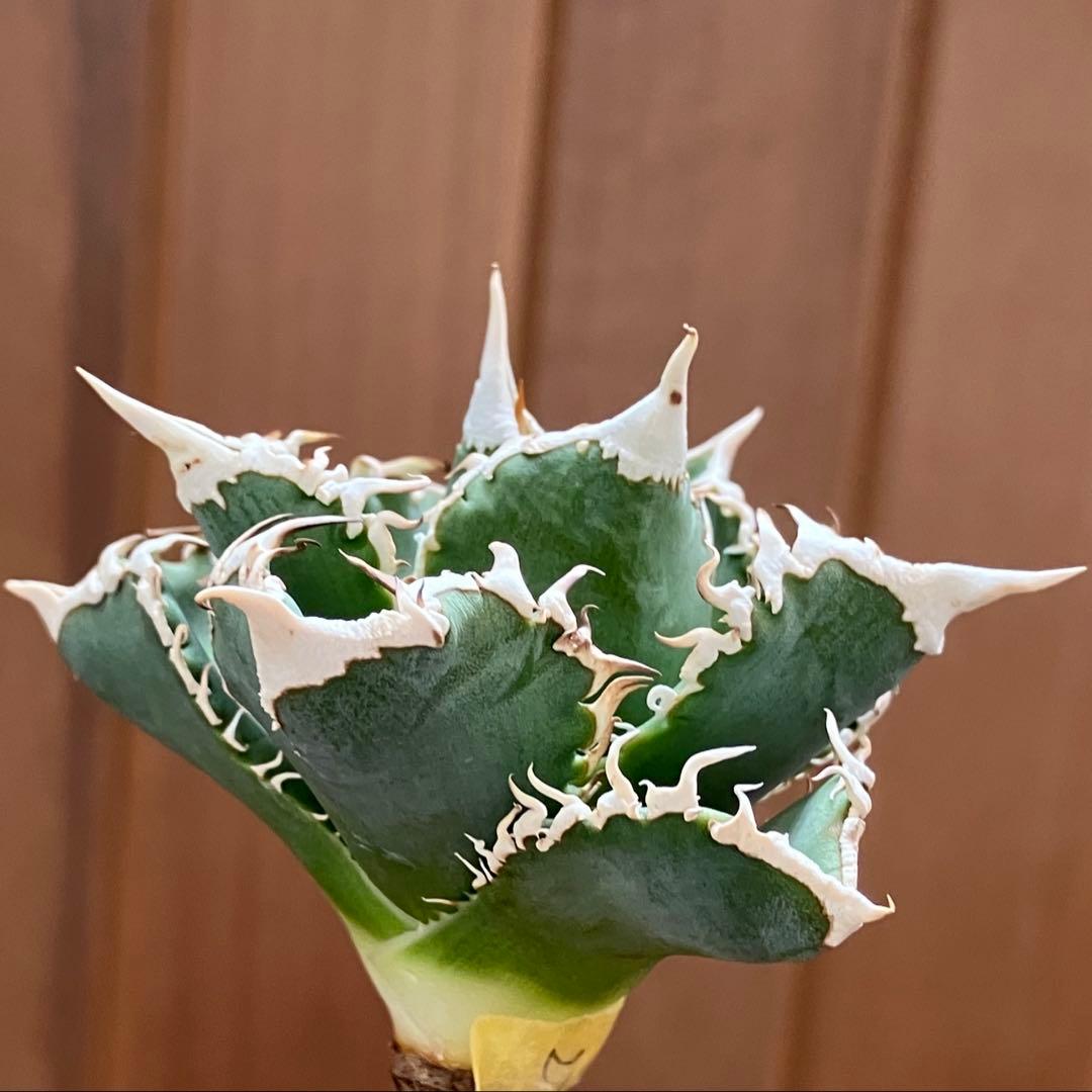 【初売り】58 匿名配送　特選　太棘　アガベ　チタノタ　白豪刺TC ②