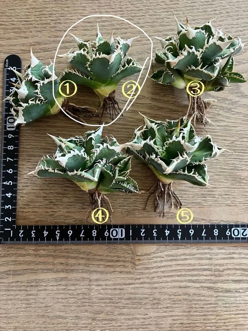 【初売り】58 匿名配送　特選　太棘　アガベ　チタノタ　白豪刺TC ②