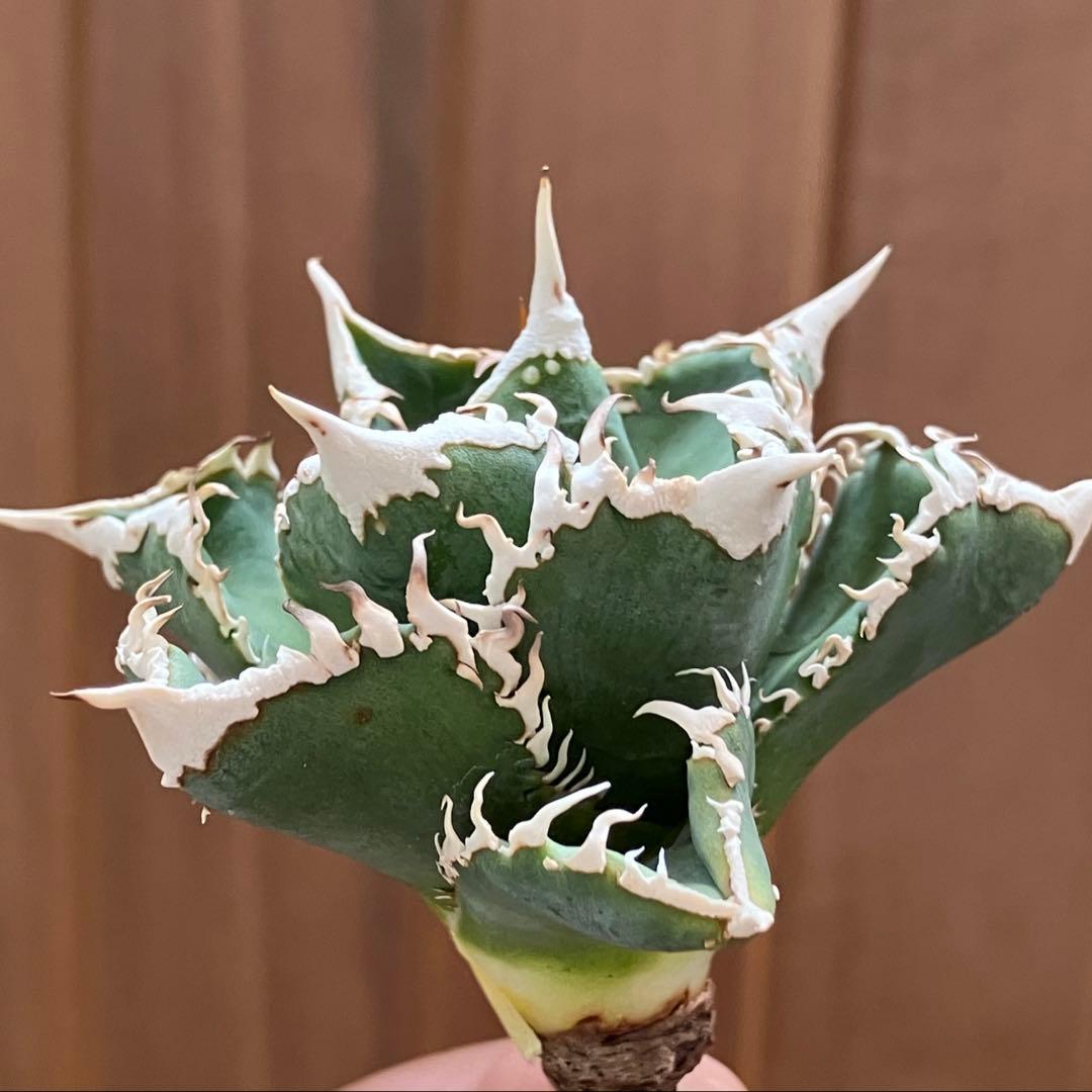 【初売り】58 匿名配送　特選　太棘　アガベ　チタノタ　白豪刺TC ②