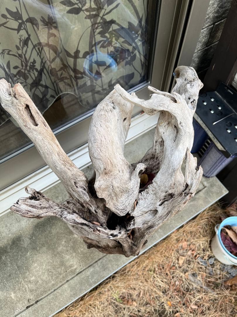 超大型流木　水槽用　アクアリウム③