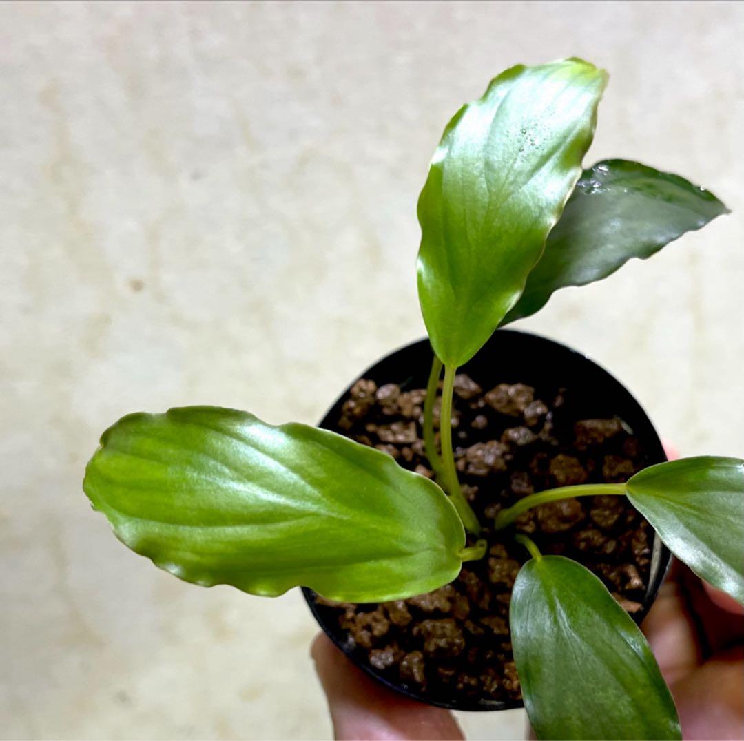 ◆特◆フルタドアsp.グリーンナロー 2025年 神畑便 #ブセさかな屋