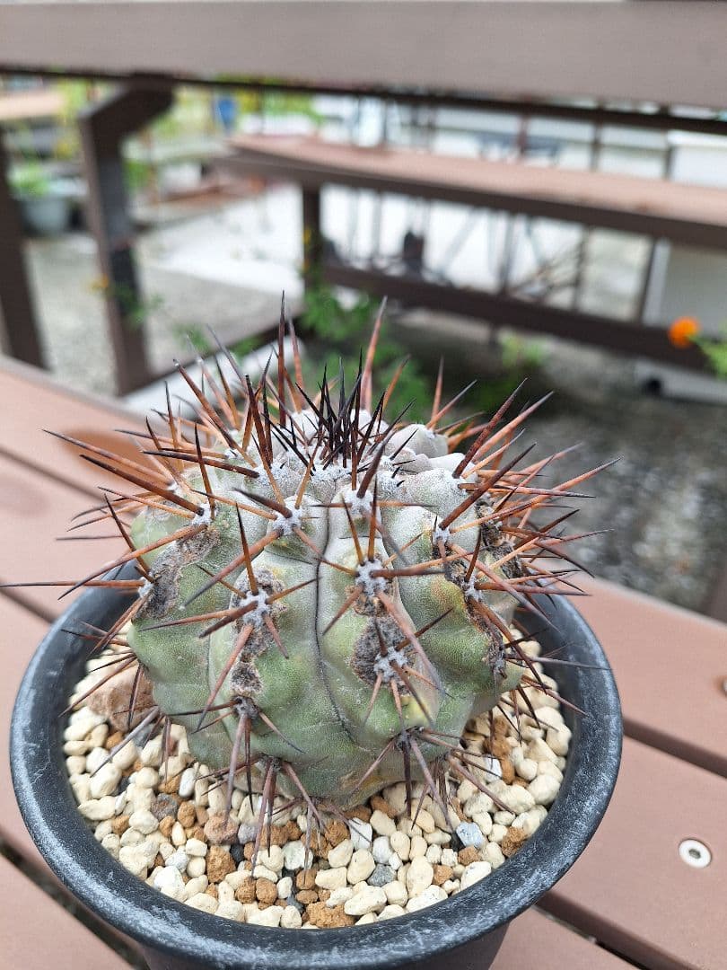 コピアポア　シネレア　黒王丸　copiapoa cinerea【傷や汚れあり】