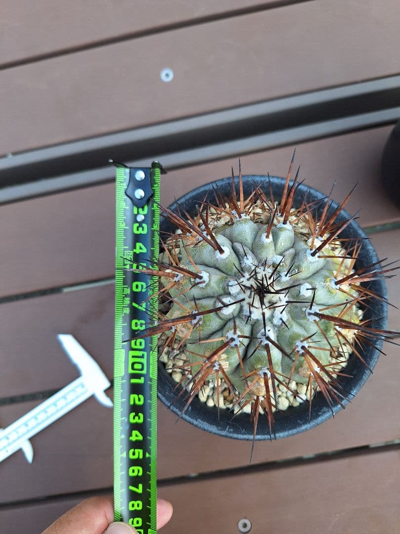 コピアポア　シネレア　黒王丸　copiapoa cinerea【傷や汚れあり】