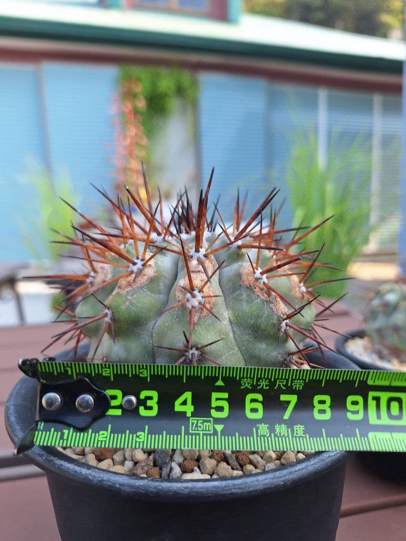 コピアポア　シネレア　黒王丸　copiapoa cinerea【傷や汚れあり】