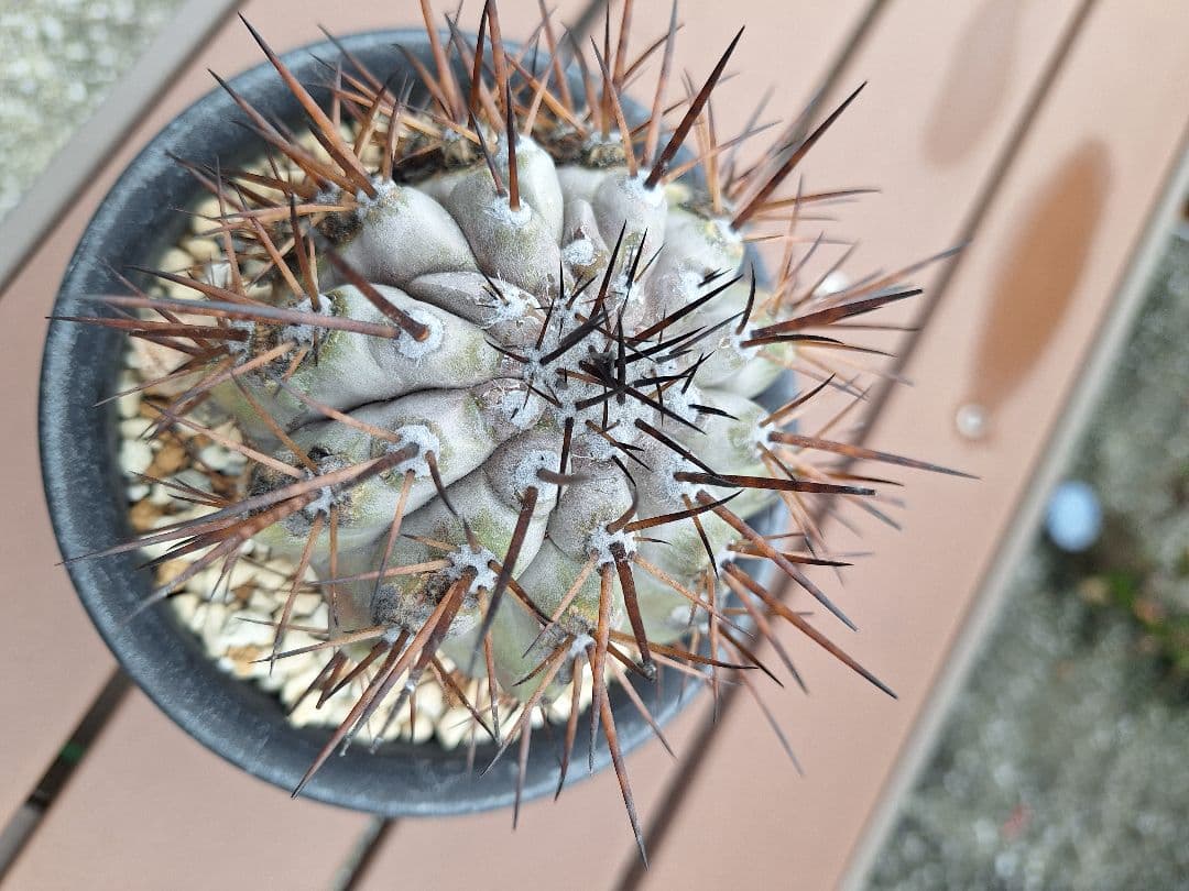 コピアポア　シネレア　黒王丸　copiapoa cinerea【傷や汚れあり】
