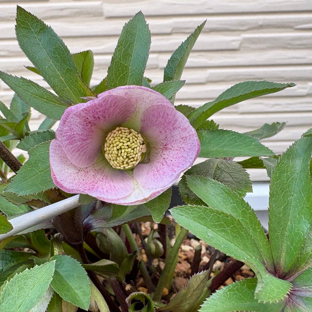 大木ナーサリー　クリスマスローズ