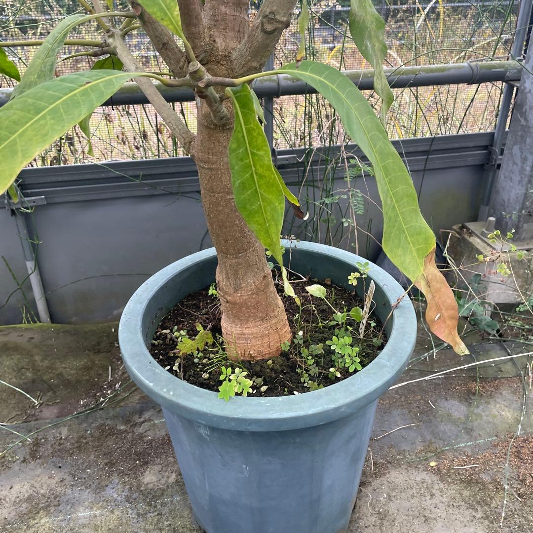 マンゴー苗　マハチャノック　12号特大