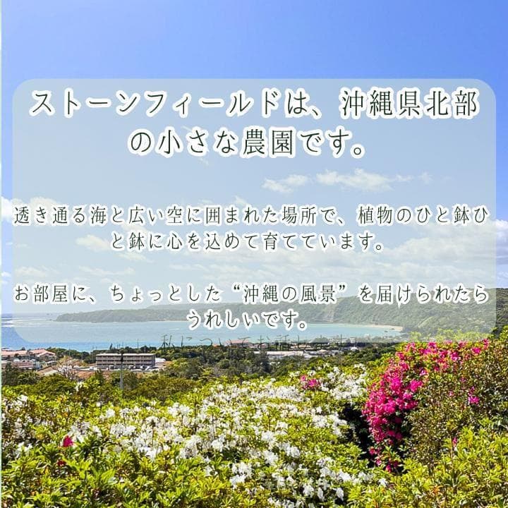 パキラ｜ミルキーウェイ × ムーンライト｜四箇所接木｜無機質用土 ｜A12