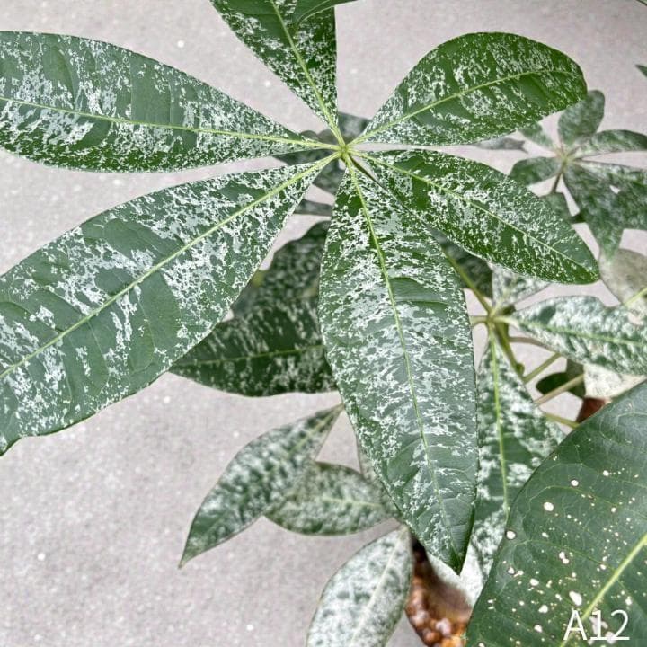 パキラ｜ミルキーウェイ × ムーンライト｜四箇所接木｜無機質用土 ｜A12