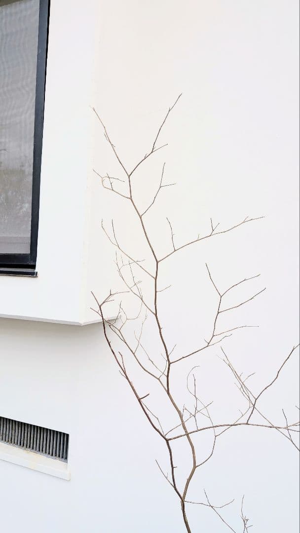 新春特価。山採りシロモジ。