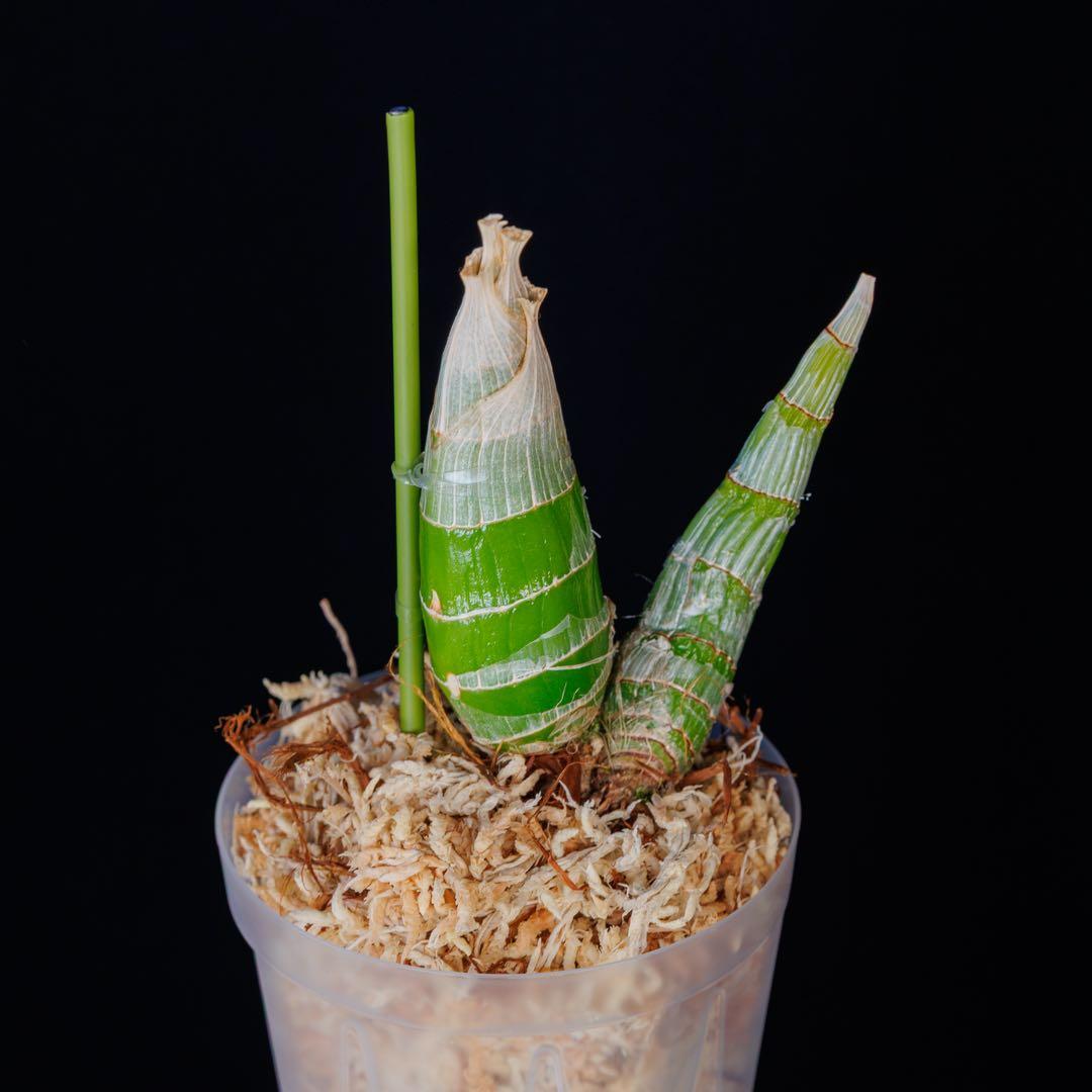 新芽あり タケノコ蘭 Mormodia SVO選別個体 Clowesia交配