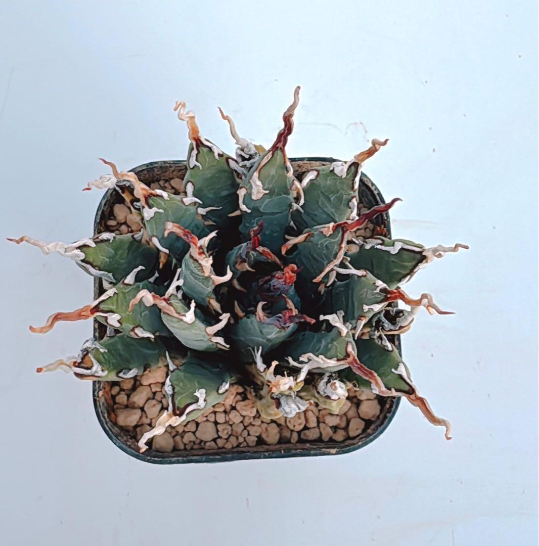 アガベ　エボリスピナ