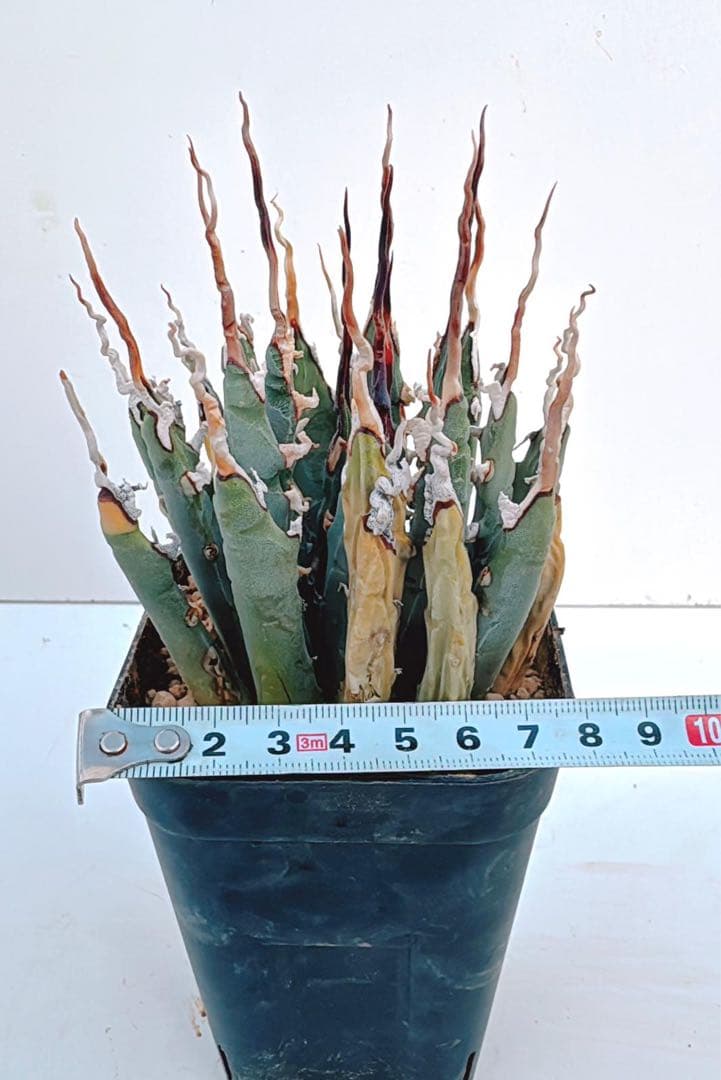 アガベ　エボリスピナ